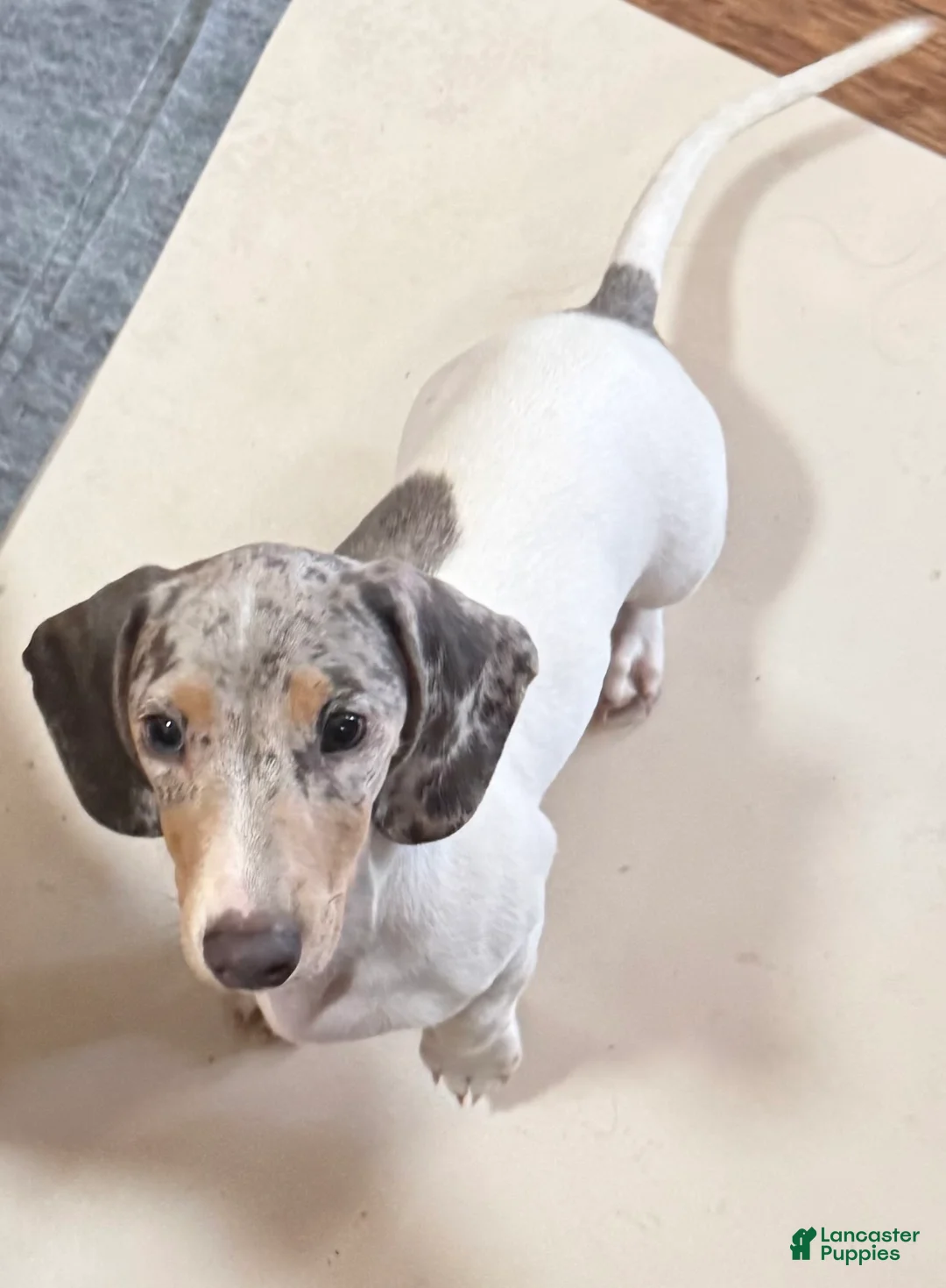 Miniature Dachshund dogs for sale: Miniature Dachshund 1 - Ad 2
