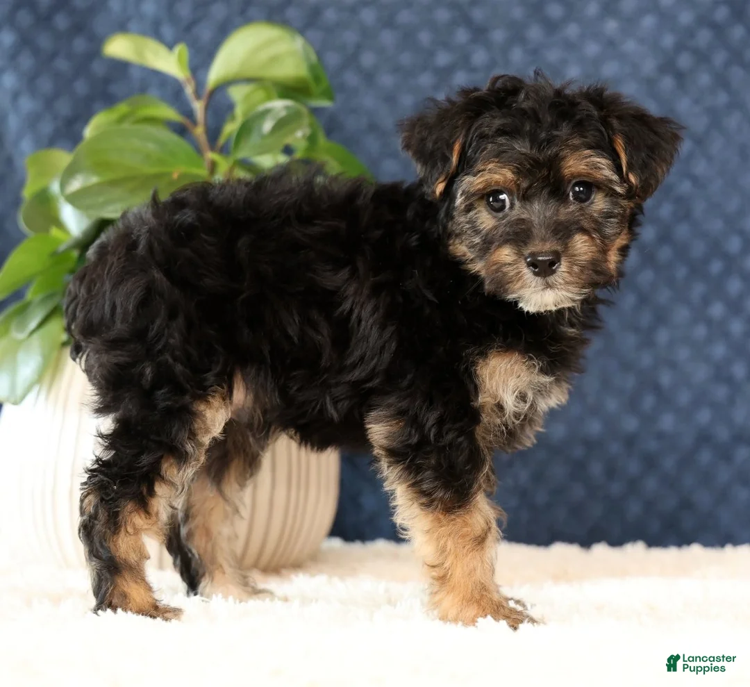 Yorkiepoo dogs for sale: Archie - Ad 1