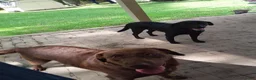 Labrador Retriever dogs for sale: Labrador Retriever 1 - Ad 7