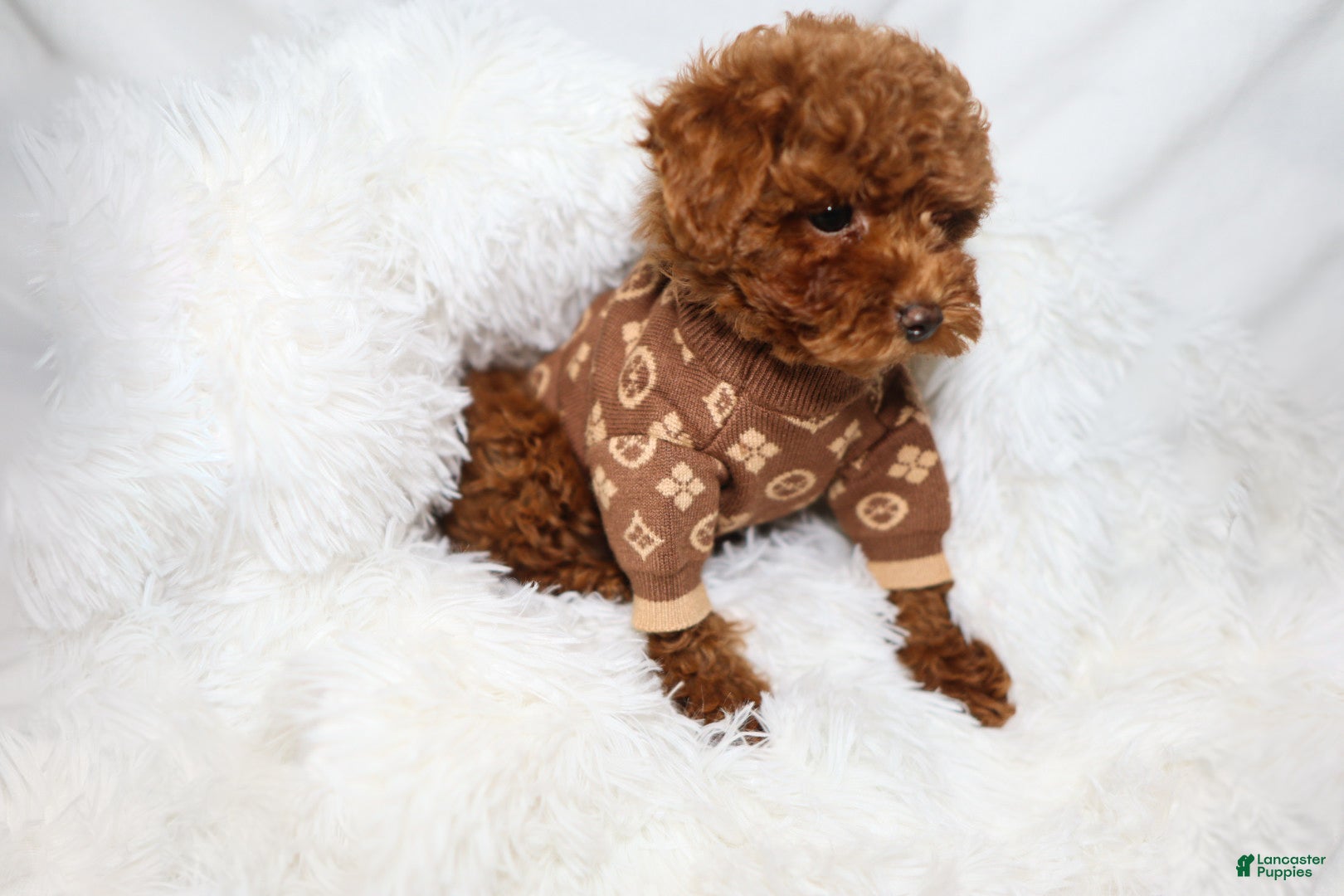 Toy Poodle dogs Tiny Levi - Ad 1