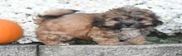 Teddy Bear dogs for sale: Asher - Ad 5