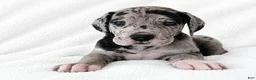 Great Dane dogs for sale: Orkid - Ad 4