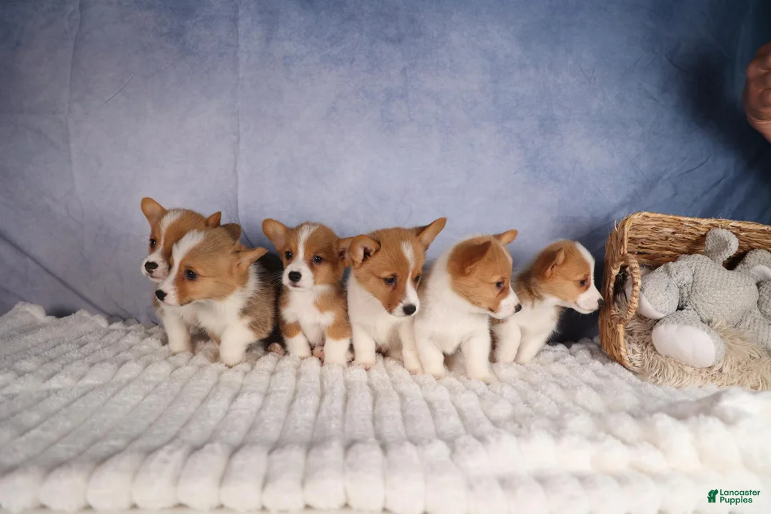 Welsh Corgi Pembroke dogs for sale:  Brusier 🐶 - Ad 23