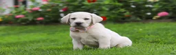 Labrador Retriever dogs for sale: Barbie - Ad 4