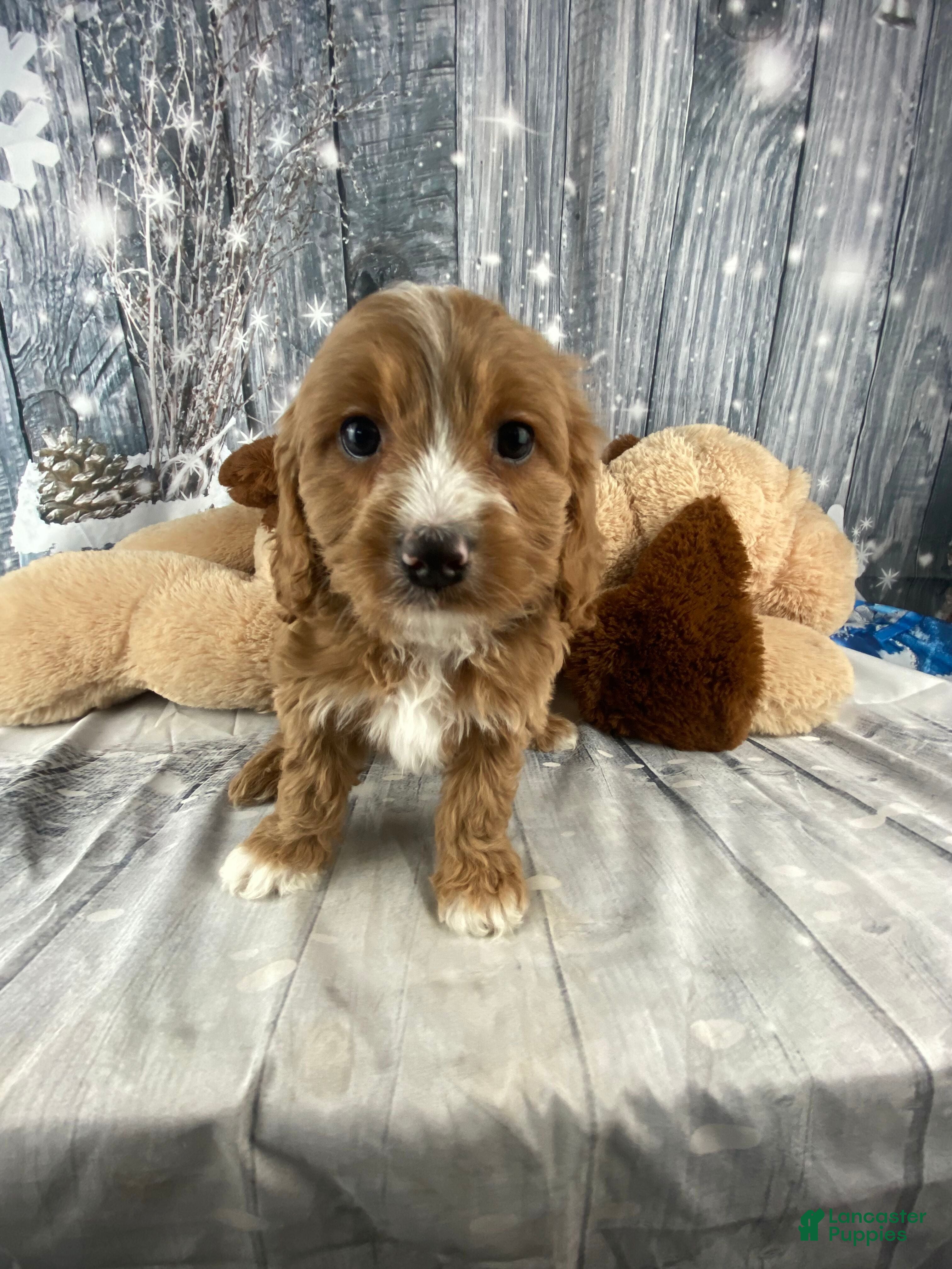 Cavapoo dogs Maple - Ad 2