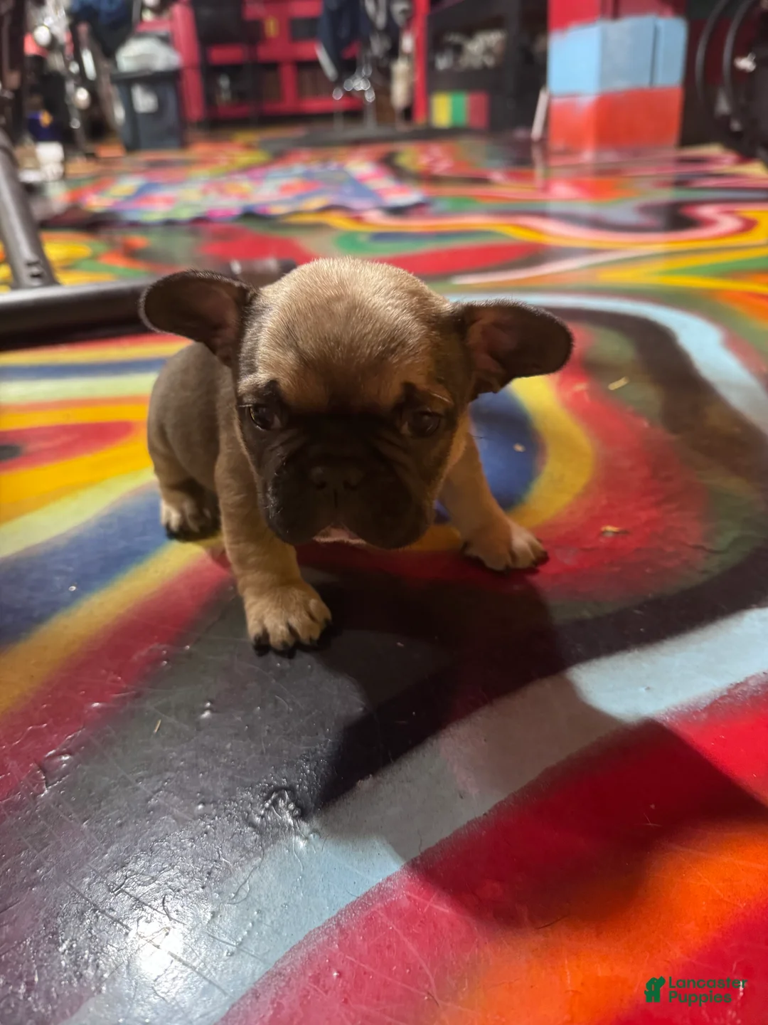 French Bulldog dogs for sale: French Bulldog Puppy 3 - Ad 2