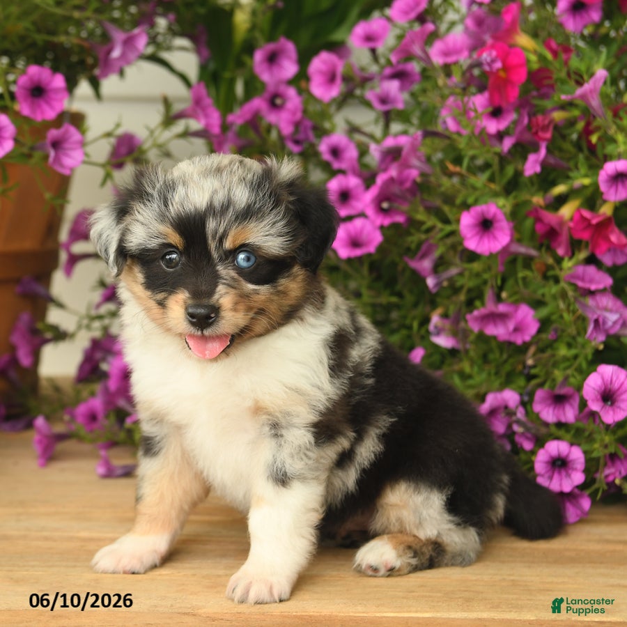Toy Australian Shepherd dogs Angela - Ad 1