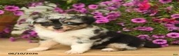 Toy Australian Shepherd dogs for sale: Angela - Ad 1