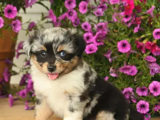 Toy Australian Shepherd dogs for sale: Angela - Ad 4