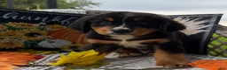 Bernese Mountain Dog dogs for sale: Corona  - Ad 5