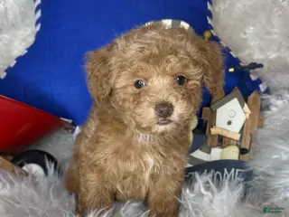 Toy Poodle dogs Remmy - Ad 12