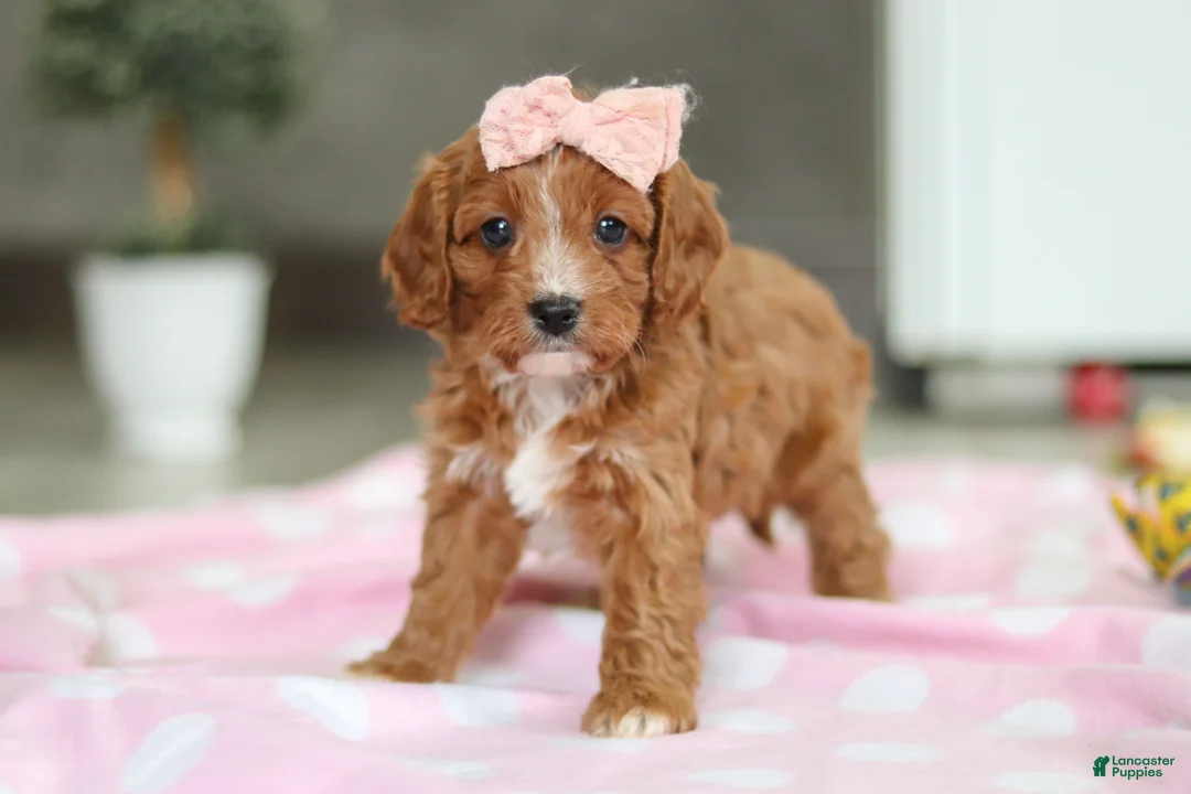 Cavapoo dogs for sale: Charlotte - Ad 1