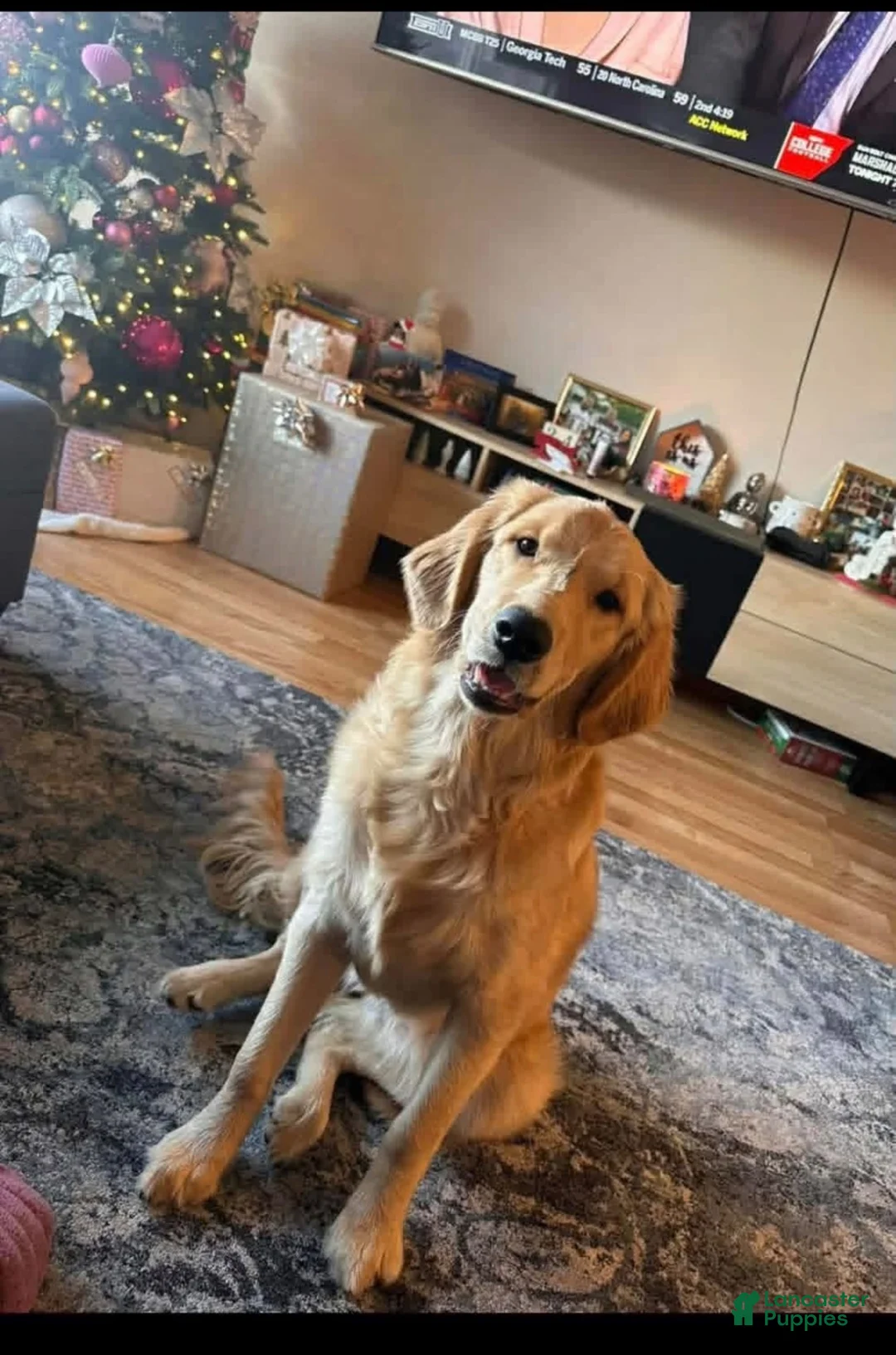 Golden Retriever dogs for sale: Golden Retriever 2 - Ad 2