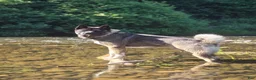 Akita dogs for sale: Akita 1 - Ad 3
