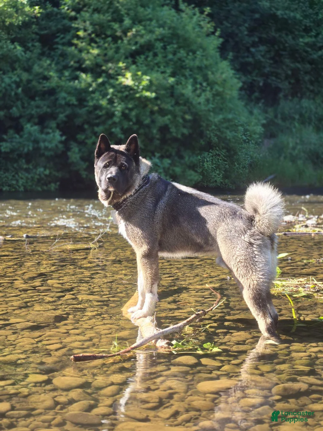 Akita dogs for sale: Akita 1 - Ad 3