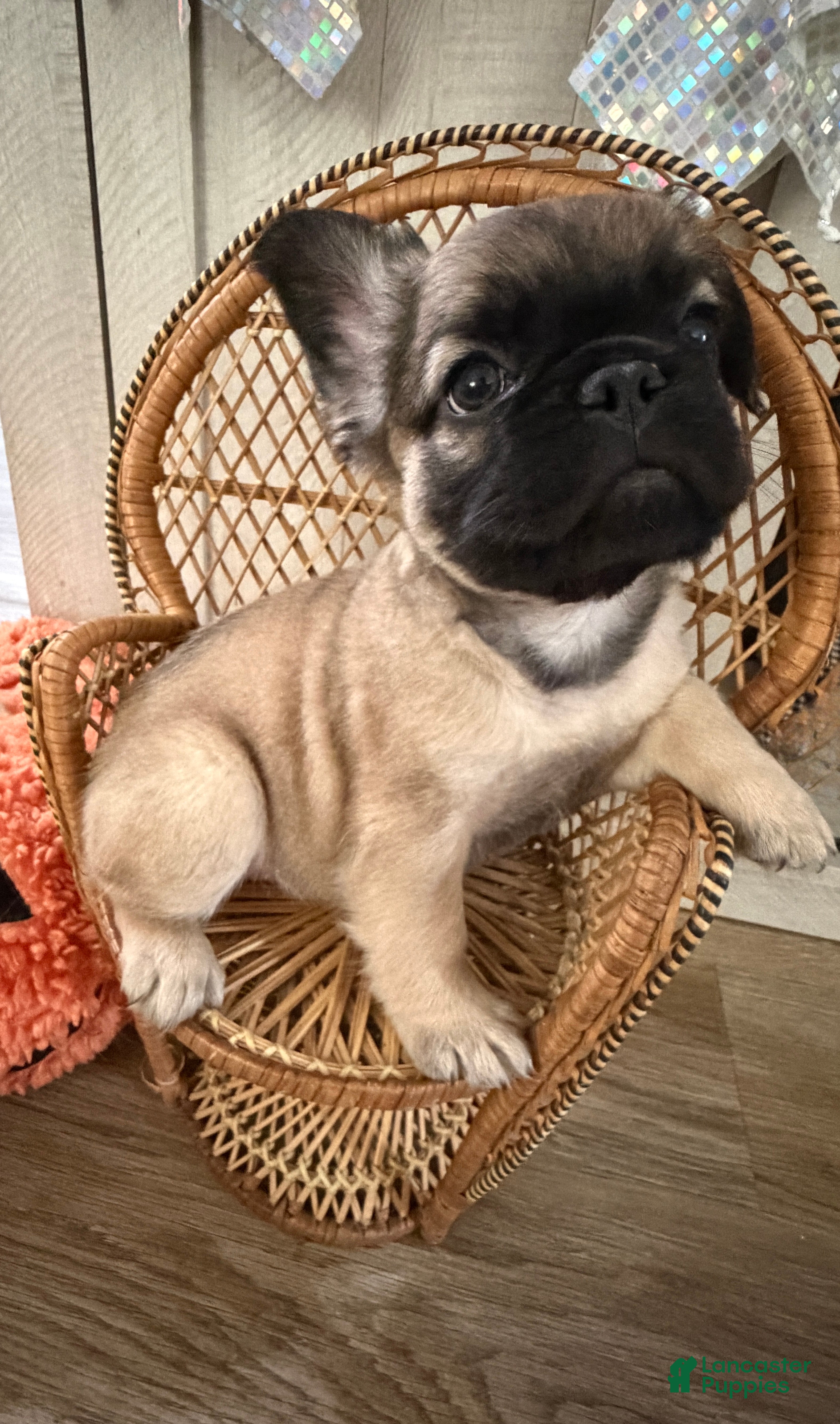 French Bulldog dogs French Bulldog 4 - Ad 2