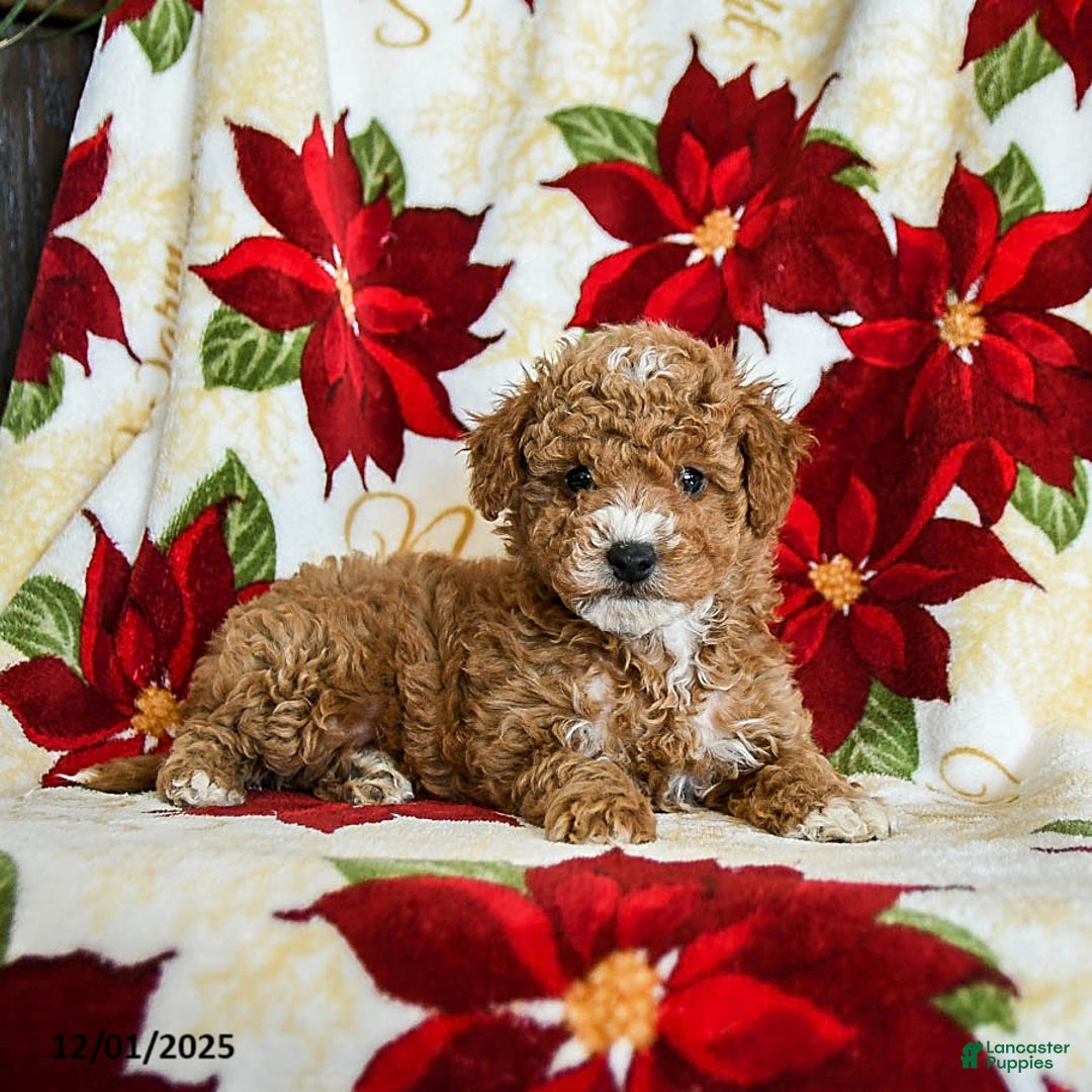 Miniature Poodle dogs for sale: Prancer - Ad 3