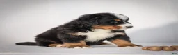 Bernese Mountain Dog dogs for sale: Rhett - Ad 4