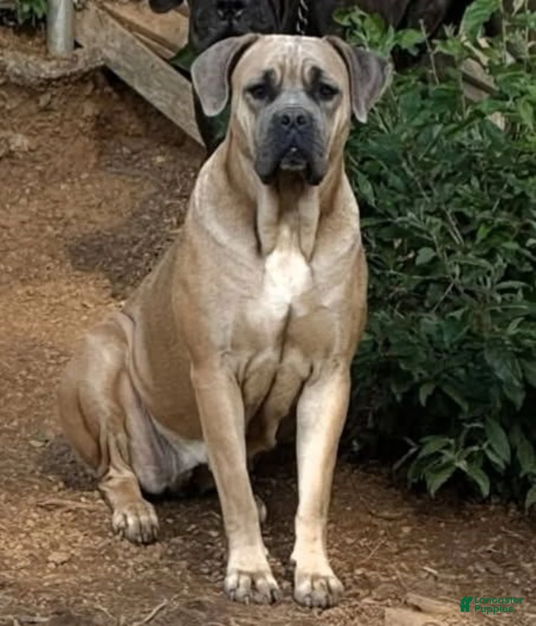 Cane Corso dogs for sale: Gray Brindle Female 3 - Ad 3