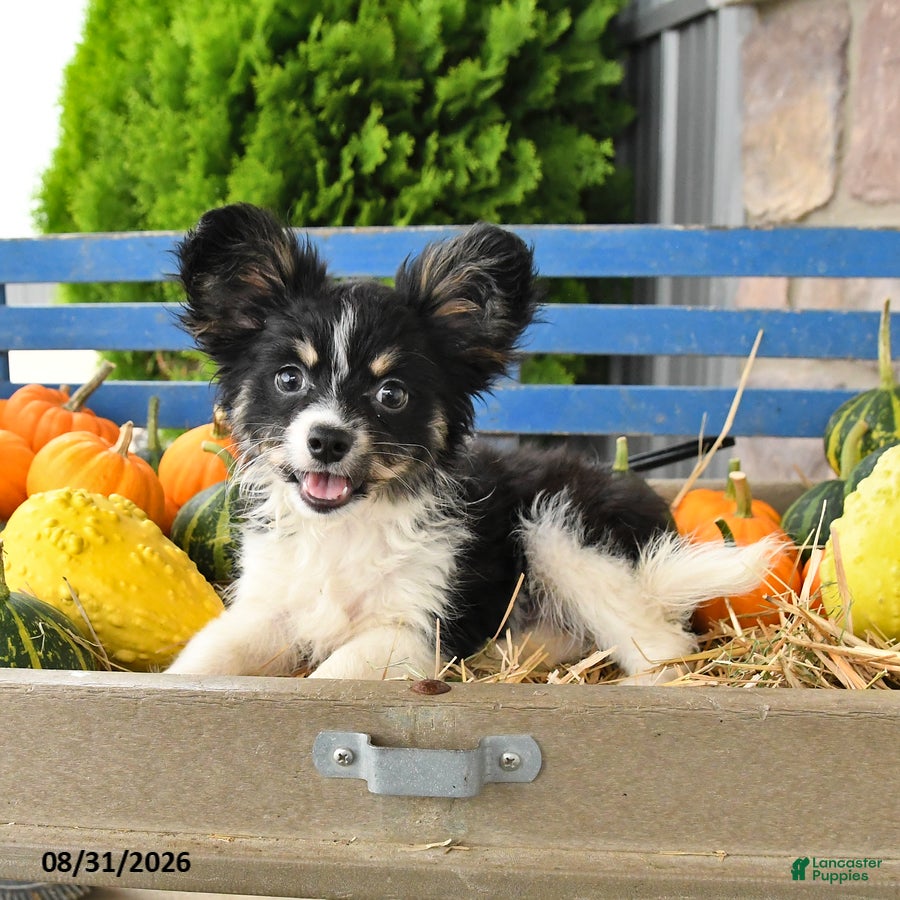 Papillon dogs Mitch - Ad 2