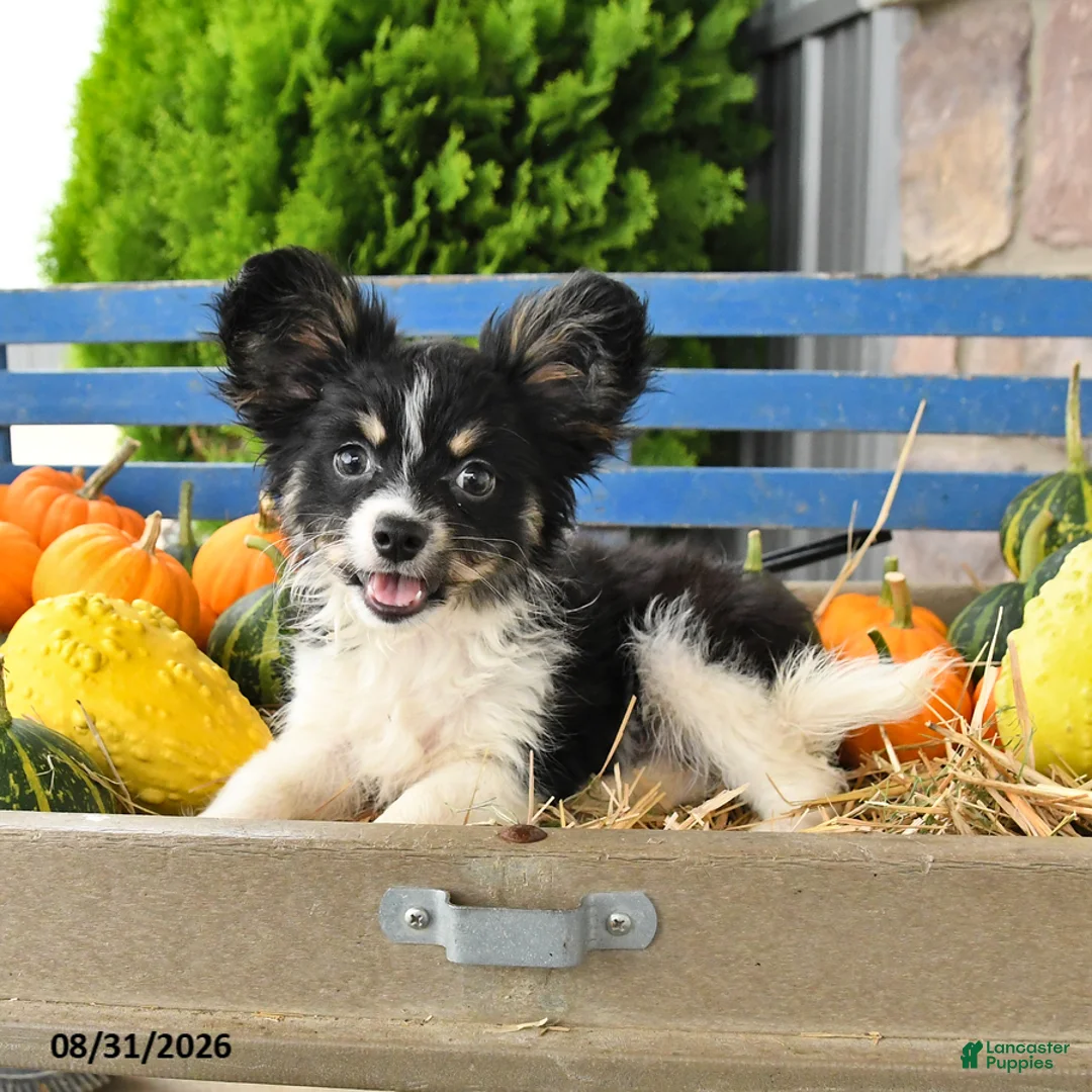 Papillon dogs for sale: Mitch - Ad 2