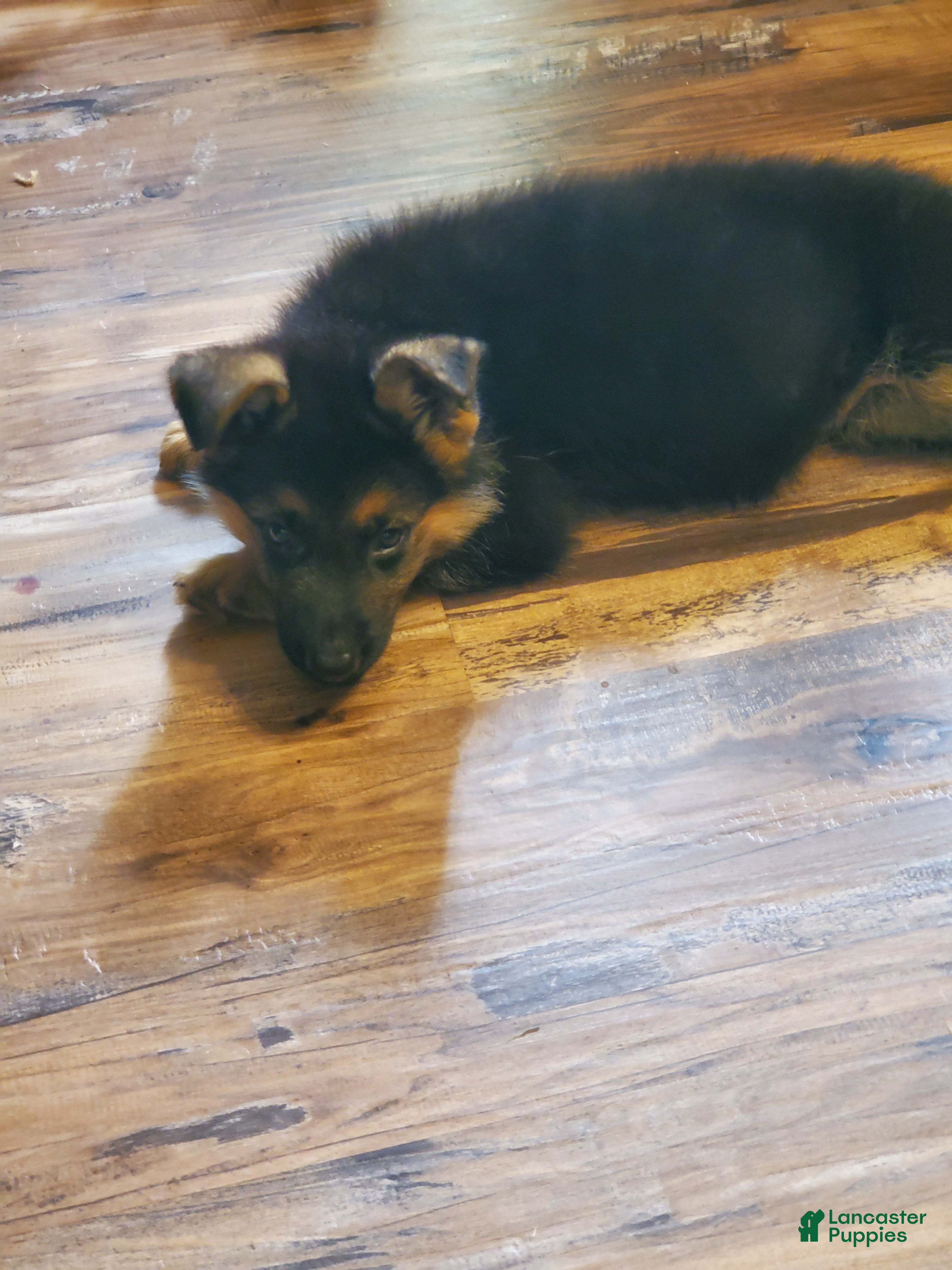 German Shepherd dogs Lawn Green Male - Ad 2
