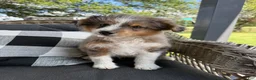 Mini Aussiedoodle dogs for sale: Clark new pictures - Ad 1