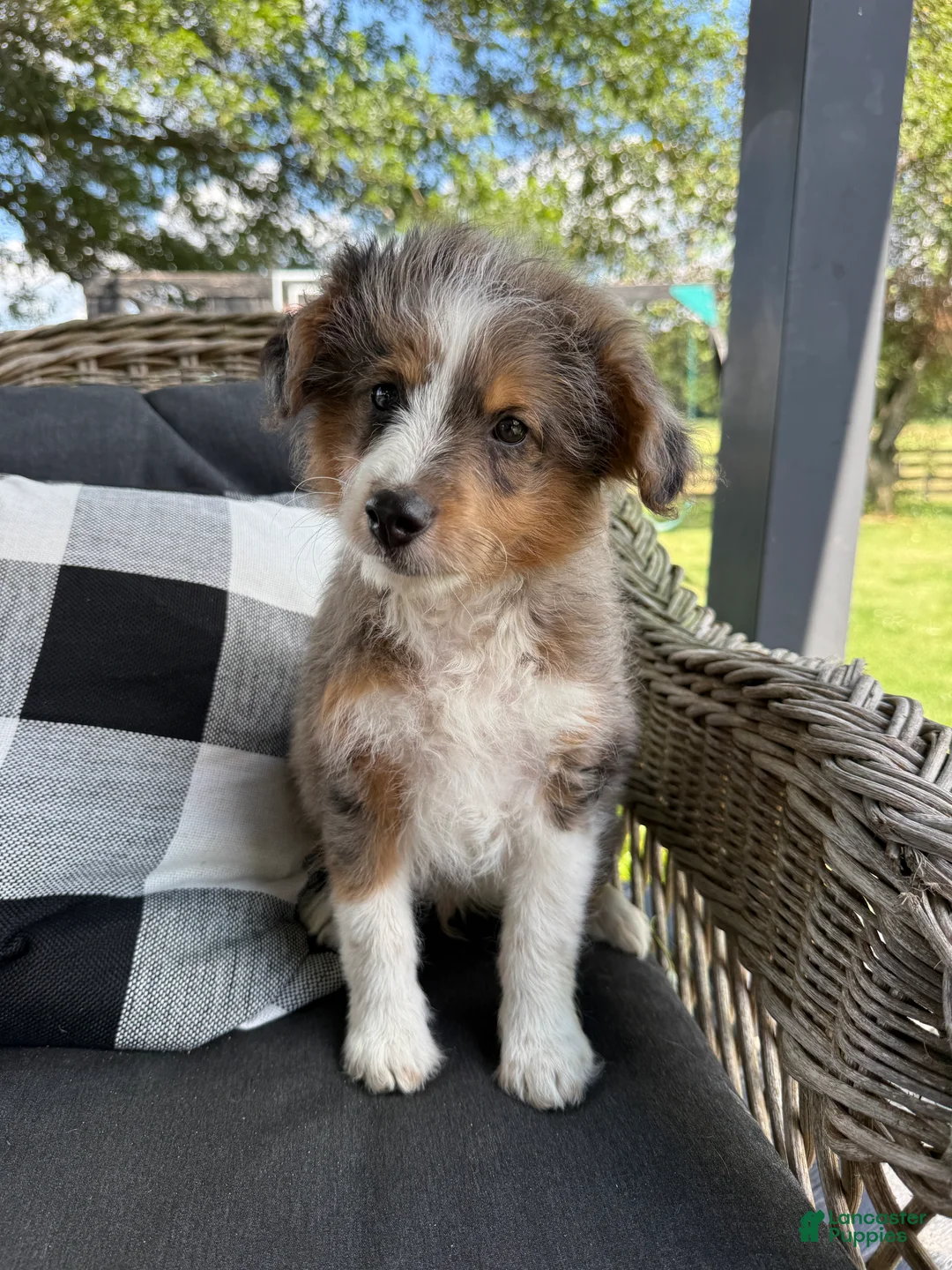 Mini Aussiedoodle dogs for sale: Clark new pictures - Ad 1