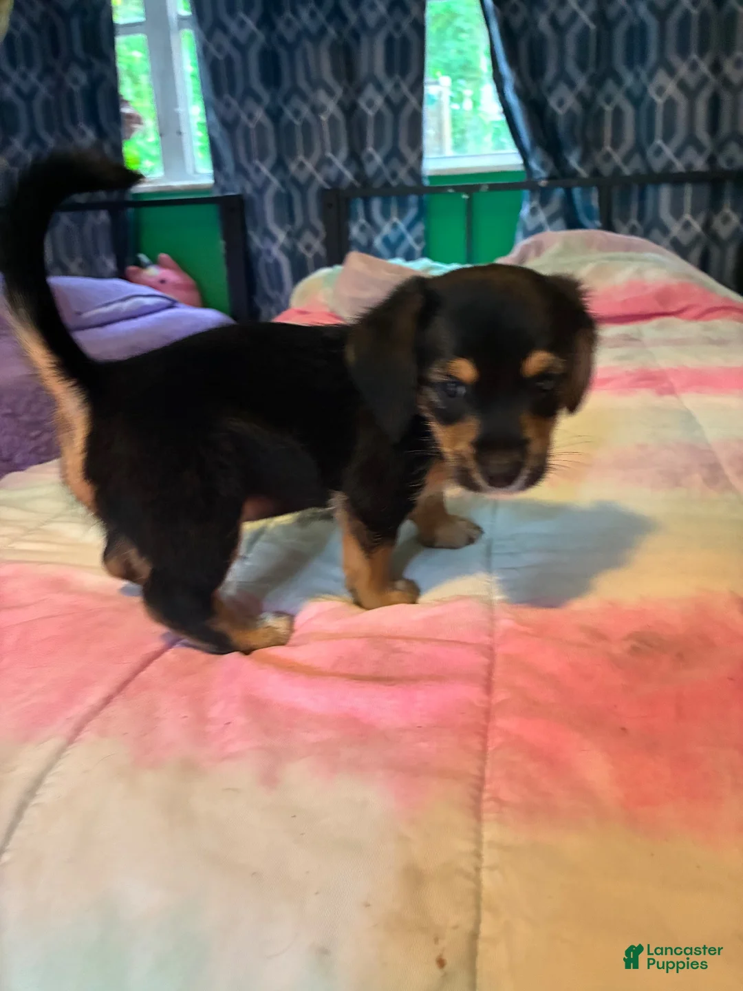 Mixed Breed dogs for sale: Mixed Breed 1 - Ad 2