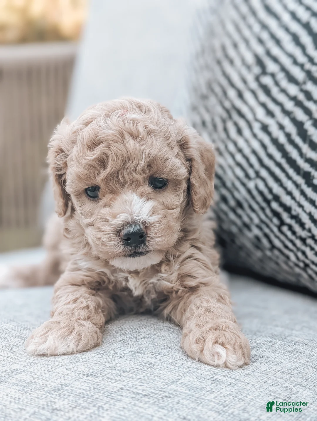 Bichpoo dogs for sale: Tucker - Ad 2