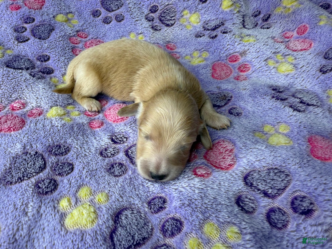 Dachshund dogs for sale: ee import cece - Ad 2