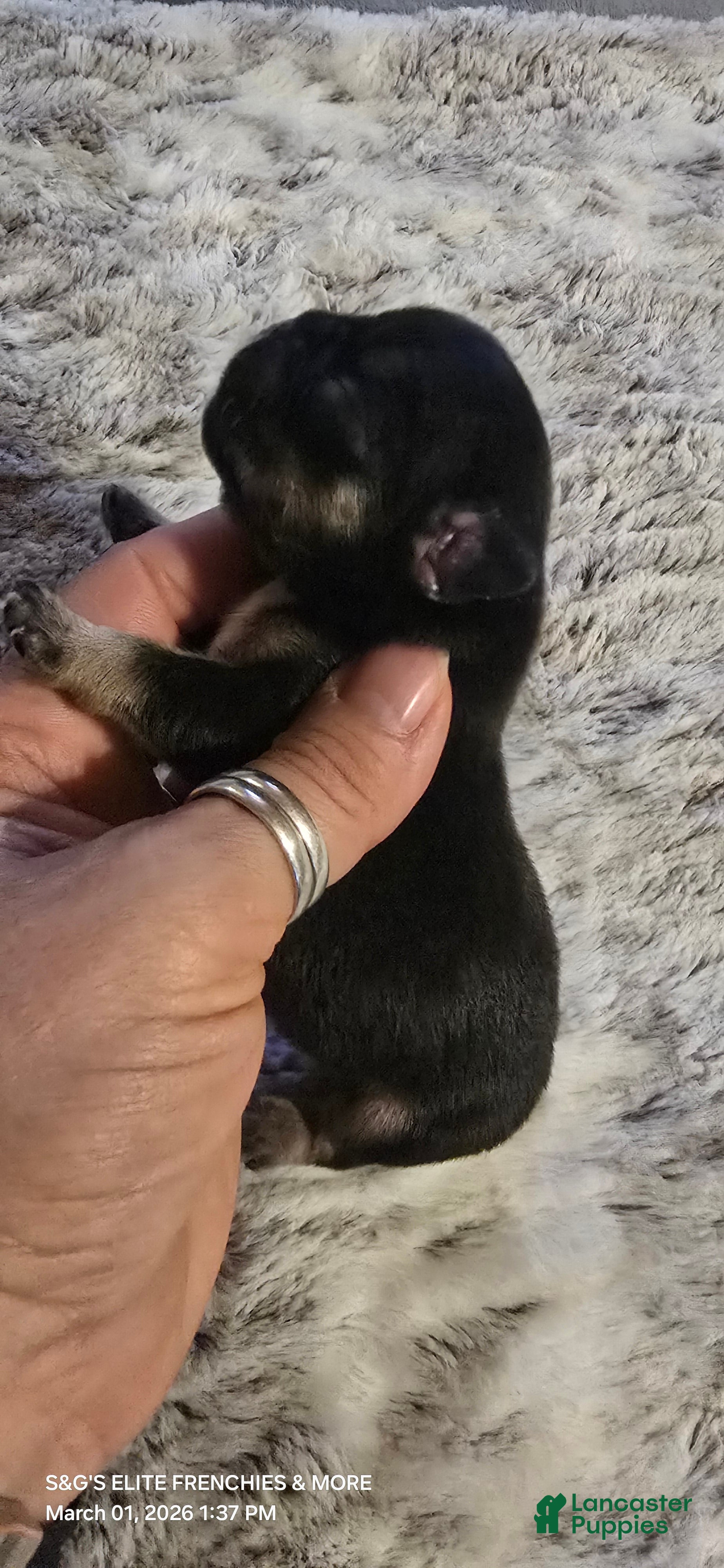 French Bulldog dogs French Bulldog Puppy 1 - Ad 2