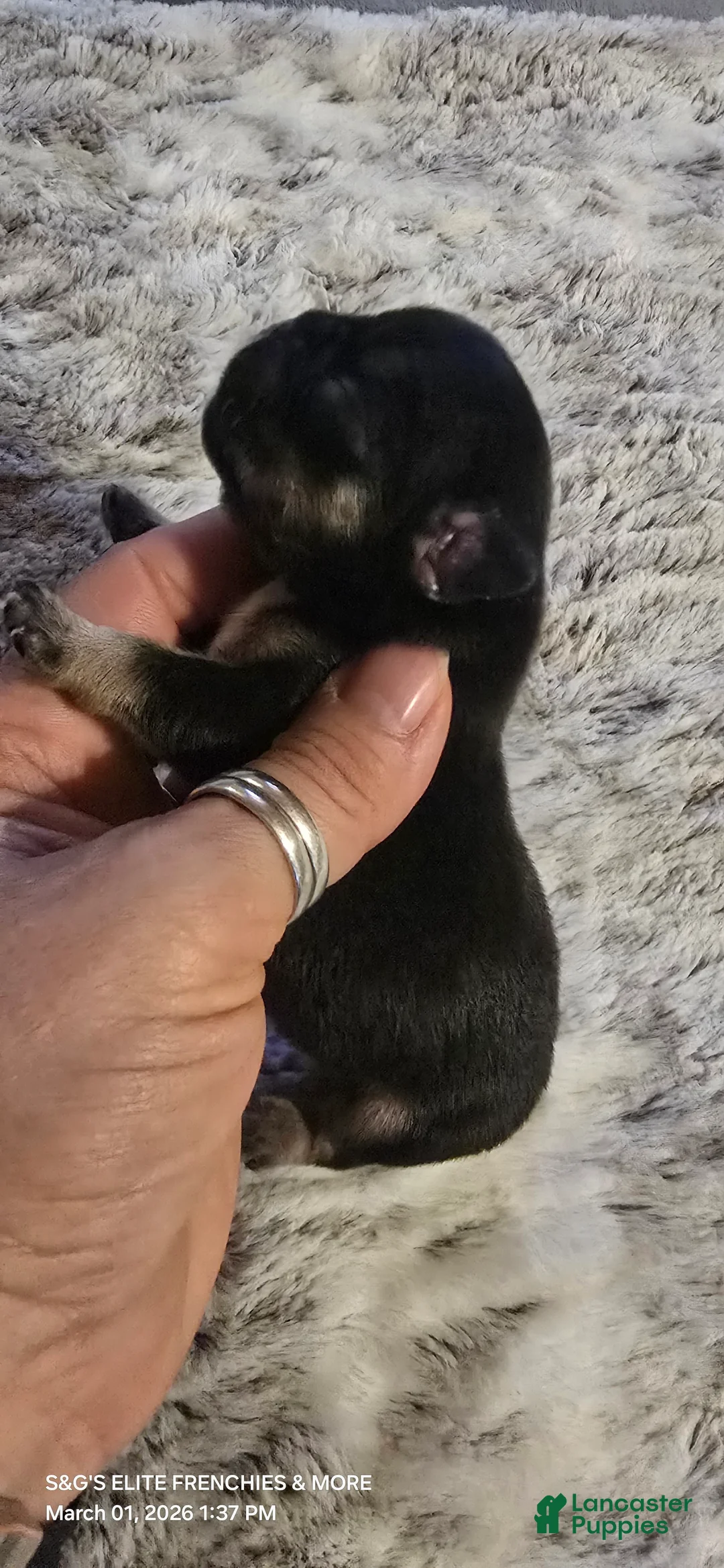 French Bulldog dogs for sale: French Bulldog Puppy 1 - Ad 2