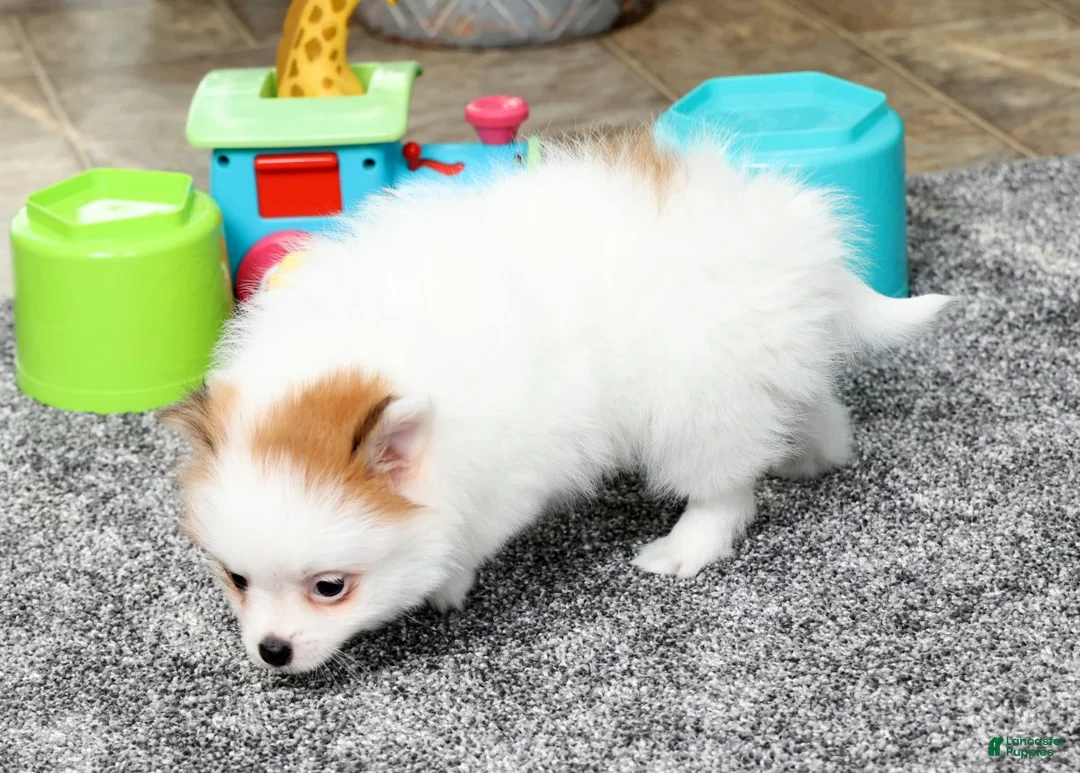 Pomeranian dogs for sale: Bella - Ad 8