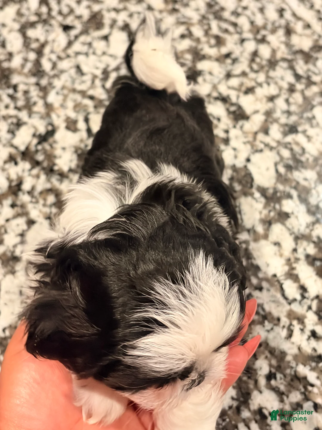 Shih Tzu dogs for sale: Shih Tzu 3 - Ad 2