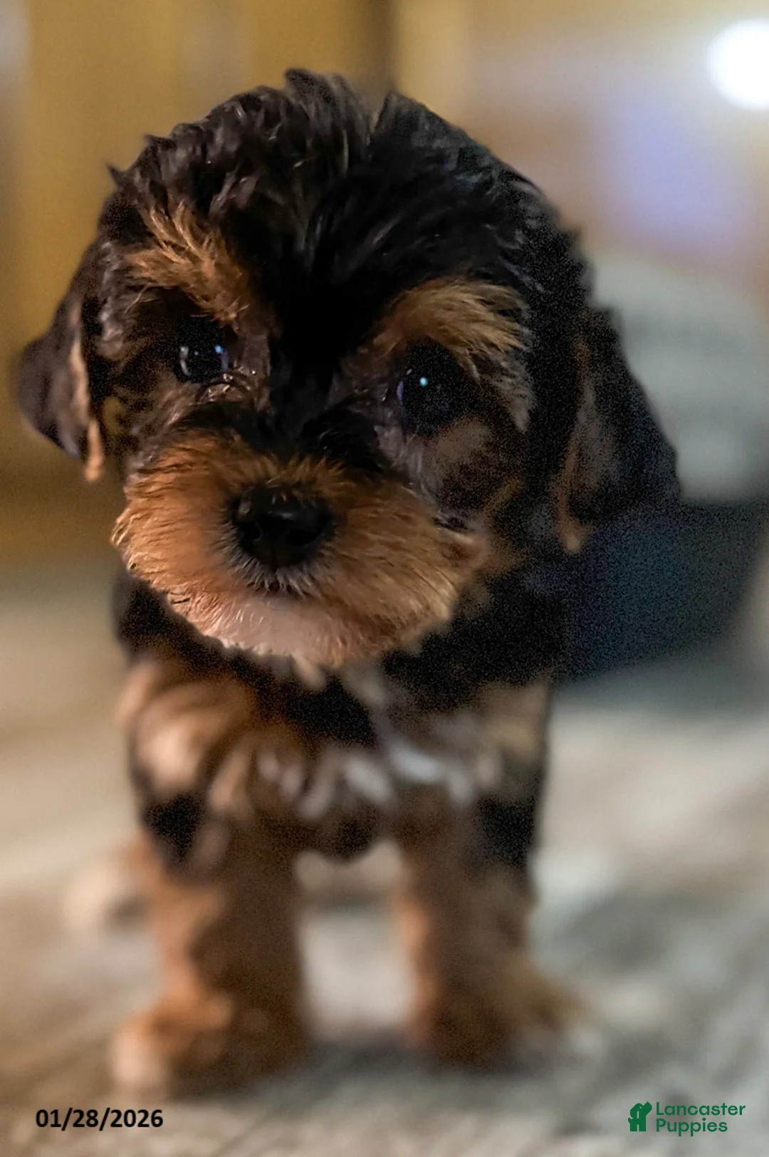 Yorkiepoo dogs for sale: Ringo - Ad 3