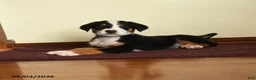 Greater Swiss Mountain Dog dogs for sale: Andreas - Ad 3