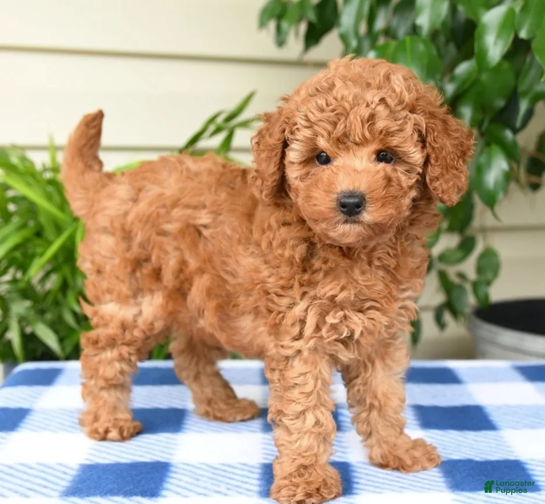 Toy Poodle dogs for sale: Tammy - Ad 2