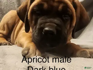 English Mastiff dogs English Mastiff Puppy 7 - Ad 22