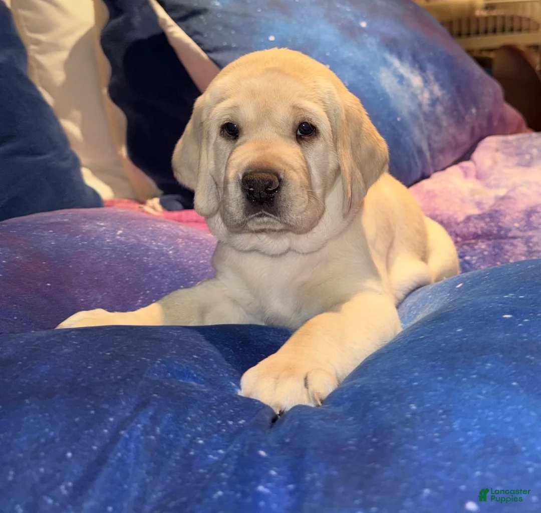 Labrador Retriever dogs for sale: Labrador Retriever Puppy 2 - Ad 2