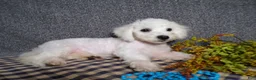 Bichon Frise dogs for sale: Blake - Ad 6