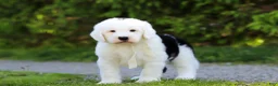 Sheepadoodle dogs for sale: Milo - Ad 3