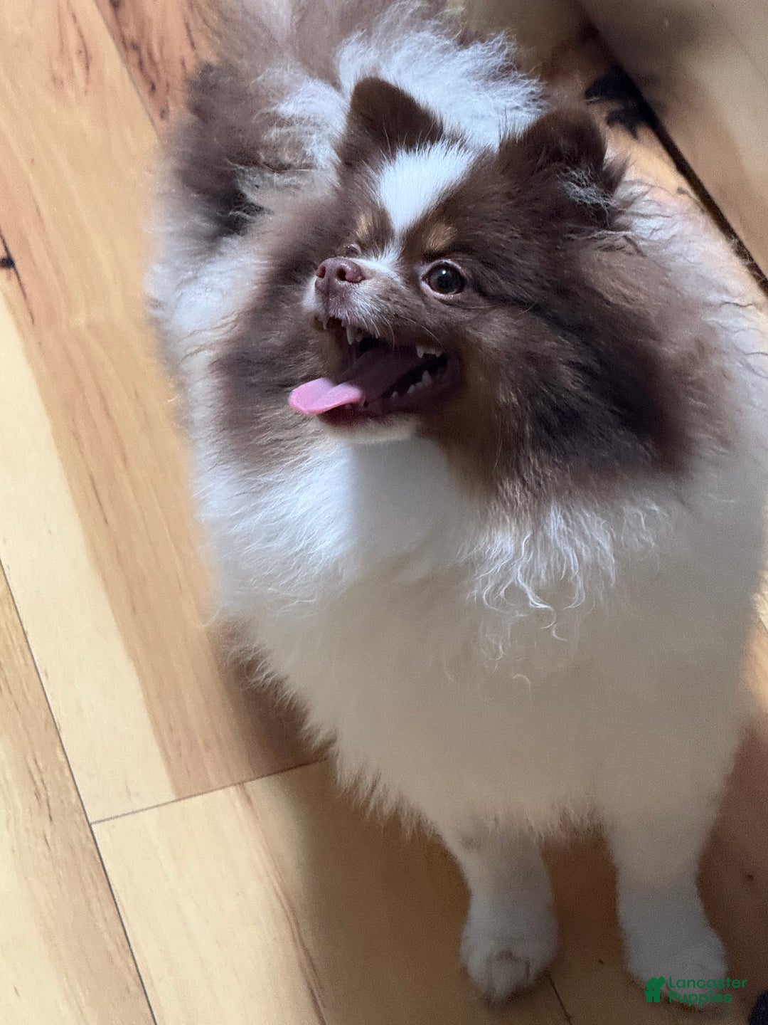 Pomeranian dogs for sale: Pomeranian Puppy 1 - Ad 3