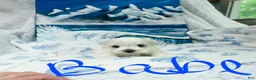 Maltese dogs for sale: Babe - Ad 7