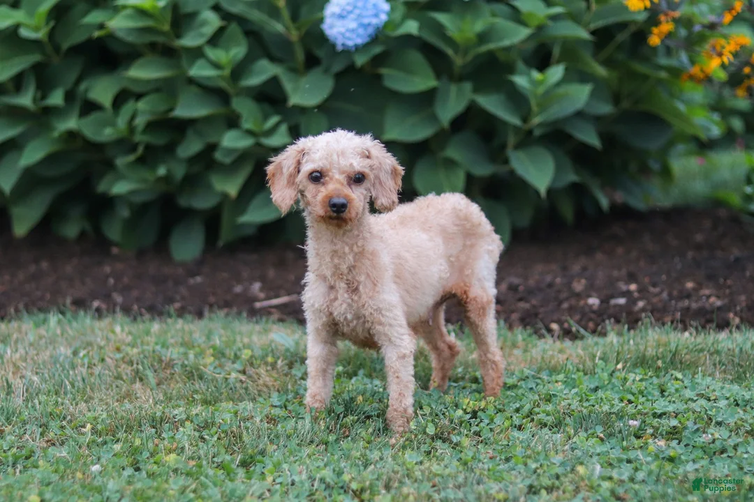 Cavapoo dogs for sale: Lilac - Ad 9
