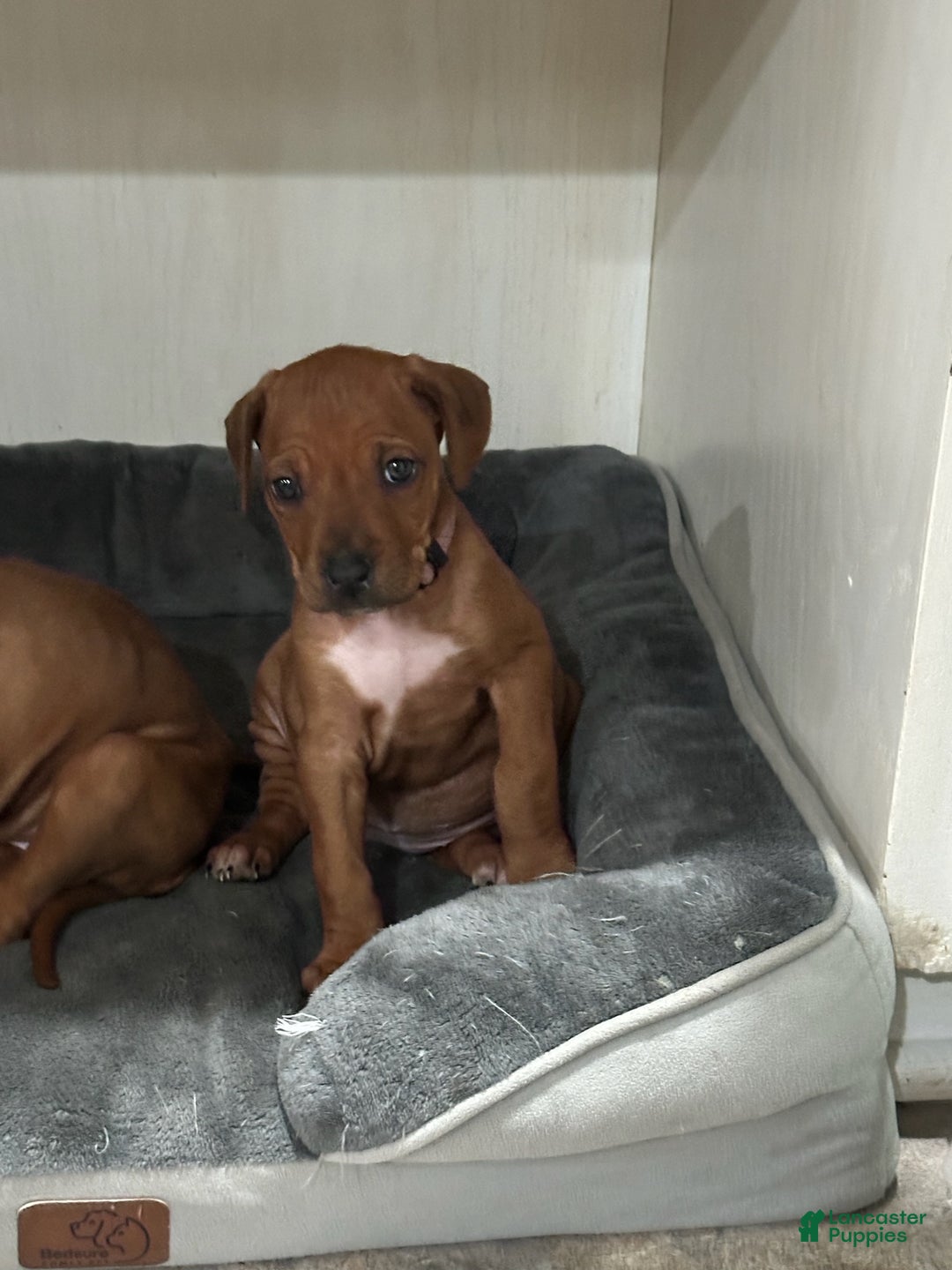 Rhodesian Ridgeback dogs for sale: "JAVA" AKC RHODESIAN RIDGEBACK - Ad 2