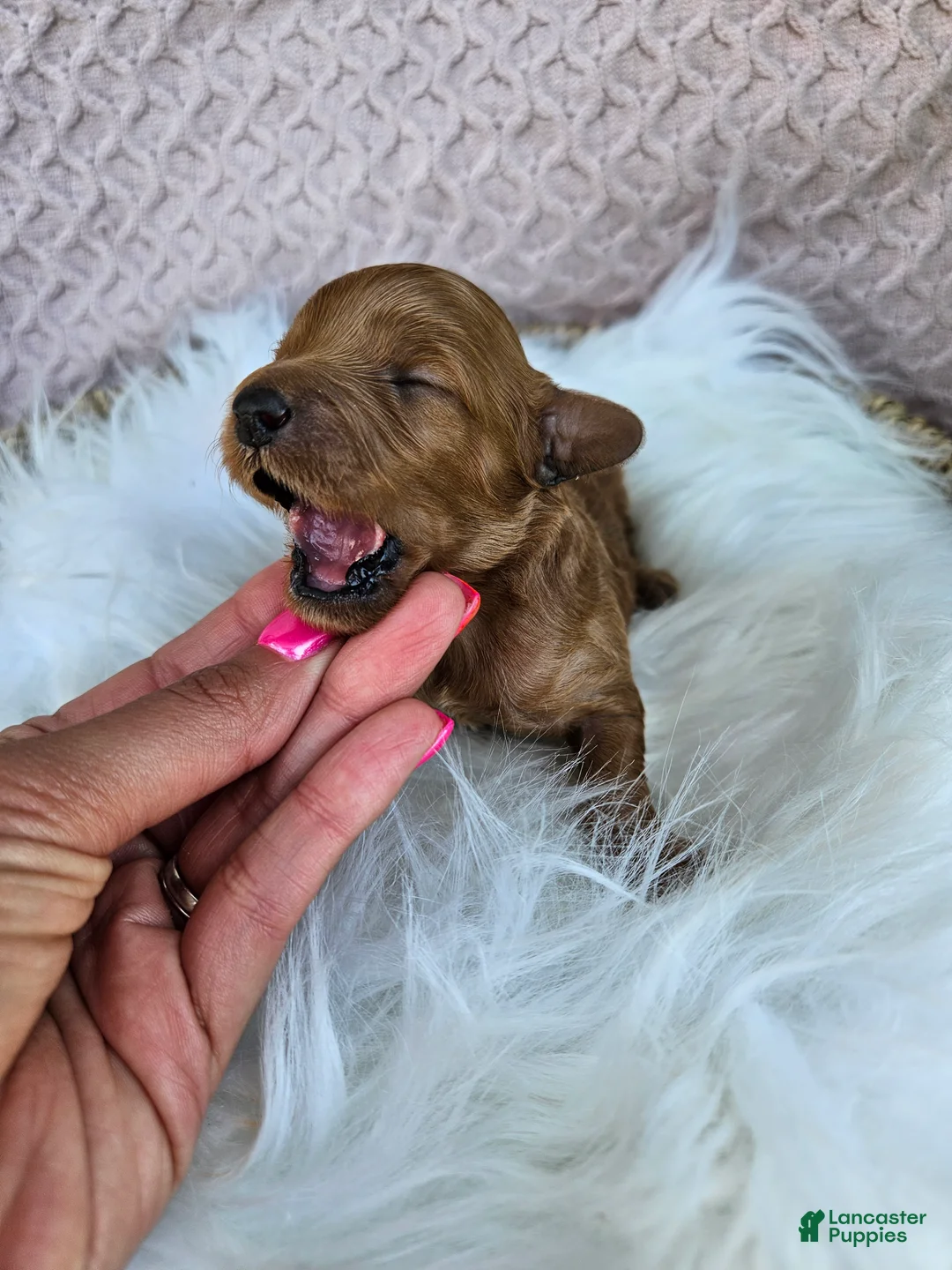 Cavapoo dogs for sale: Maple - Ad 2