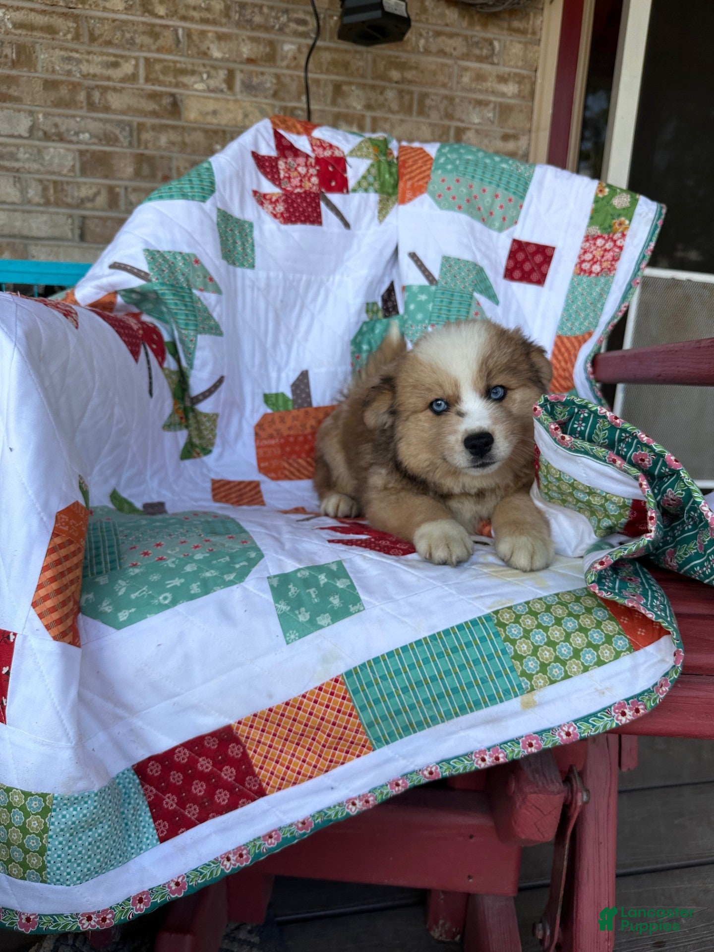 Pomsky dogs for sale: Chance - Ad 5