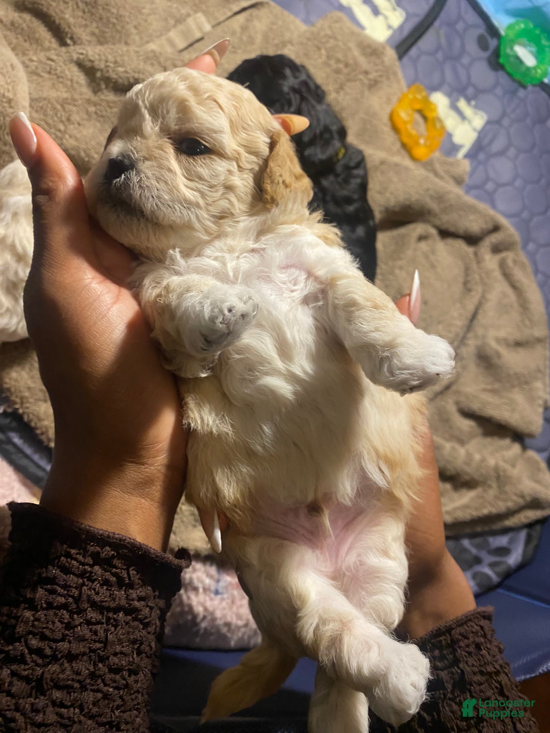 Shihpoo dogs for sale: Shihpoo Puppy 5 Ivory - Ad 6