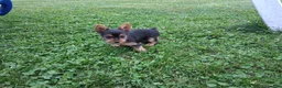 Yorkshire Terrier dogs for sale: Spice - Ad 4